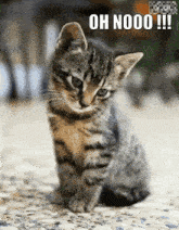 animal, cats, cats love, cat meme, cat, funny, funny memes, animal memes, oh no, ohh, oh, oh yeah, oh my god, cat op, cat oh no op, wtf gif, wtf meme, wtf face, wtf, sad, despair, emotional, emotional damage, sad life, cute, crying, cry