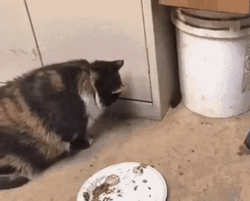 Slow Cat, Fast, rat, food, cute, kitten