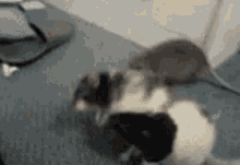 tenor.gif