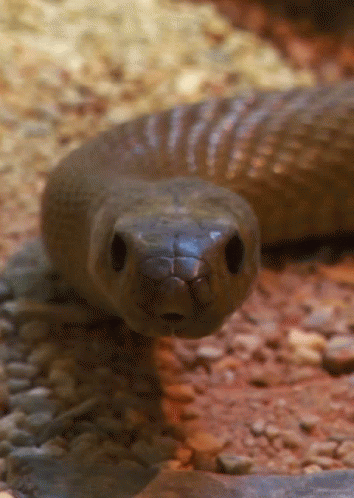 Snake From Http://headlikeanorange.tumblr.com/ GIF - Snake Reptile