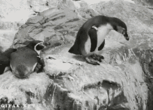 Penguin Asshole GIF - Penguin Asshole Muah GIFs
