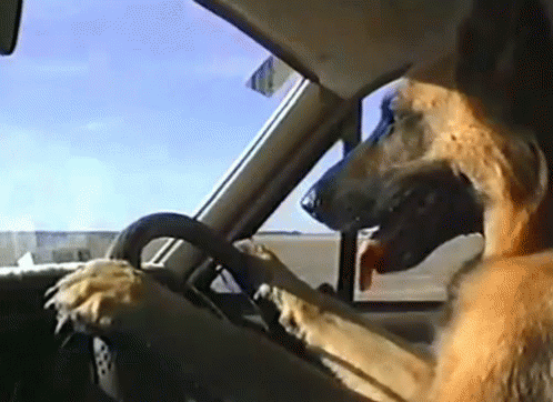 Dog Driving Car GIF - Driving Dogdriving Crazyanimals GIFs | Say more