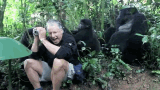 The Popular Wild Gorilla GIFs Everyone's Sharing