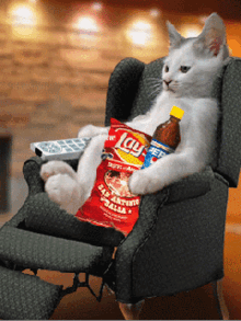 cat, lays, chill, relaxing, remote, Watching Tv