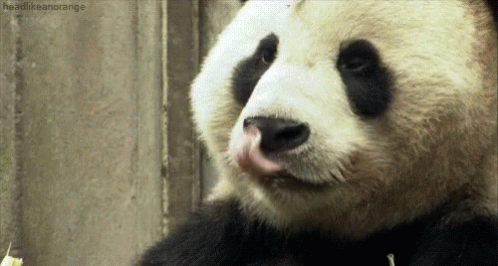 Hungry Panda GIF - Hungry Panda GIFs | Say more with Tenor
