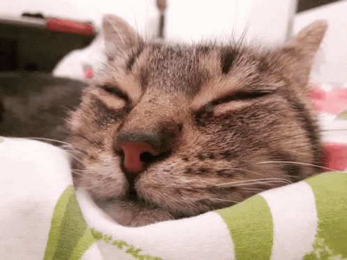 Cat Cute GIF - Cat Cute Kitten - Discover & Share GIFs