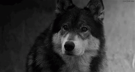 Wolf GIF - Wolf Wolves Wilderness - Discover & Share GIFs