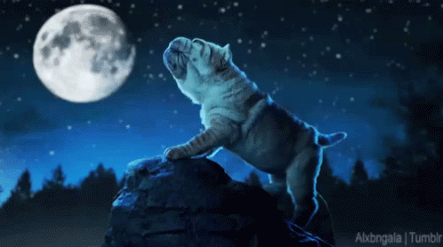 Full Moon GIF - Fullmoon Dog GIFs | Say more with Tenor