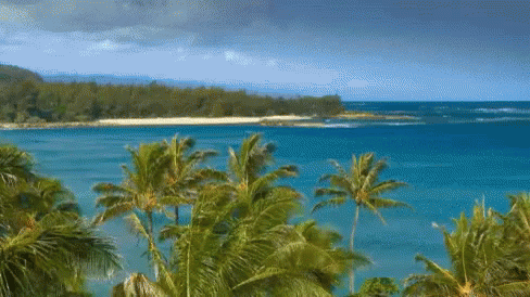 Windy Palm Trees By The Beach GIF - Hawaii Vacation Travel GIFs | Say