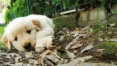 Voglio il cane di Cannavacciuolo😍😍😍😍