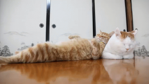 Cat Pillow GIF - Cat Relax Sleep - Discover & Share GIFs