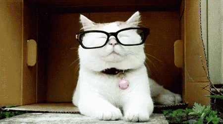Cats Cute GIF - Cats Cute - Discover & Share GIFs