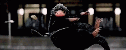fantastic beasts gif fantastic beasts discover share gifs