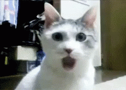 Image result for shocked cat gif