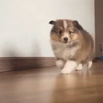 7-weeks-old-puppy GIFs - Get the best GIF on GIPHY