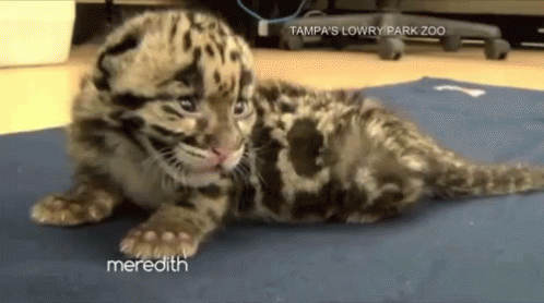 The Cutest Baby Leopard On The Meredith Vieira Show! GIF - Meredith ...