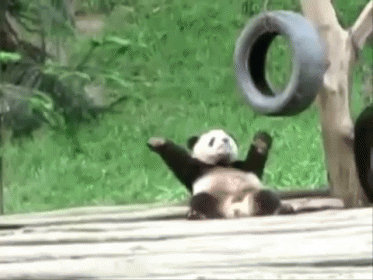 Dancing Panda GIF - Panda Animals Anim - Discover & Share GIFs