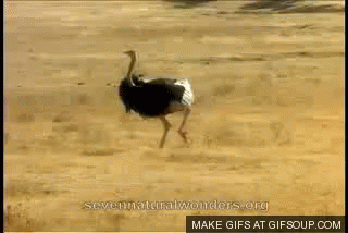Image result for MAKE GIFS MOTION IMAGES OF RUNNING RETARDED OSTRICHES