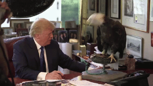 Image result for cat attacking trump gif