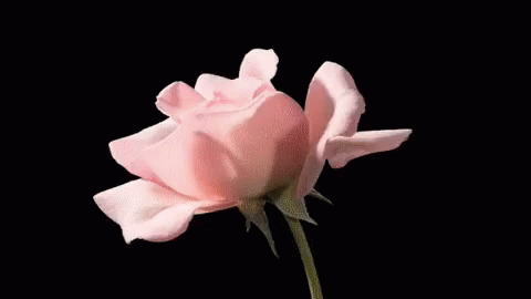 Blooming Flower GIF Flower Fl Bloom Discover Share GIFs
