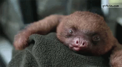 Fun fact - Sloths Sleep For ~20 hours a day!