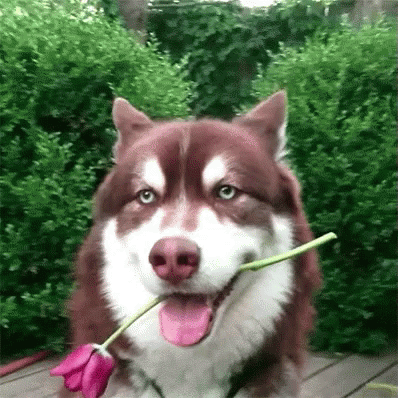 Image result for cute husky gif