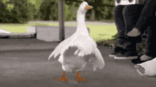 mighty goose gif