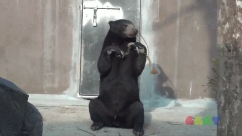 Видео смешной мишка