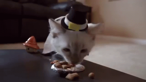 Kitty Thanksgiving GIF - Kitten Cat Thanksgiving ...