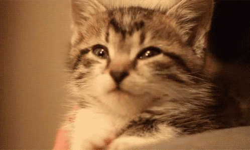 Cute Smile GIF - Happycat Cats Cute GIFs | Say more with Tenor