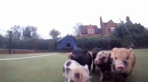 piggy herd GIF - piggyherd pigs minipig GIFs