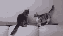 tenor.gif