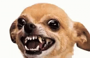 Pra que ter cachorro se vai deixa-los em uma gaiola que não cabe nem um direito? Eu não consigo entender...