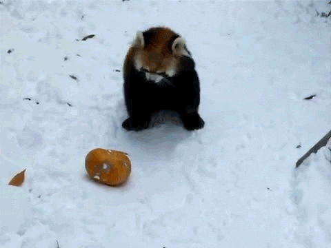 Red Panda GIF - Panda GIFs | Say more with Tenor