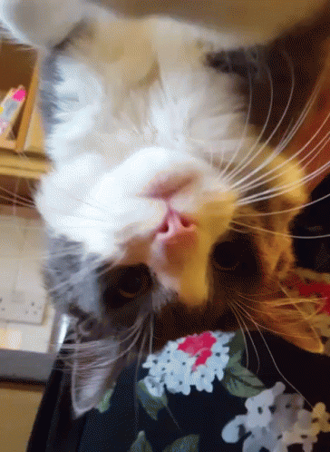 Confused Cat GIF - Confused Cat Weird - Discover & Share GIFs