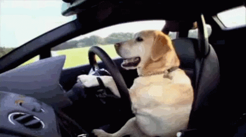 Dog Driving GIF - Dogs Funny Car - Discover & Share GIFs