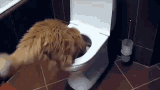 Leaky Ceiling Meme | Taraba Home Review