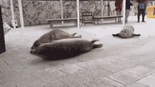 tenor.gif