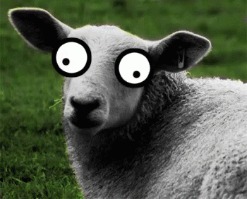 Silly Sheep - Silly GIF - Silly Sheep Upsidedownface - Discover & Share