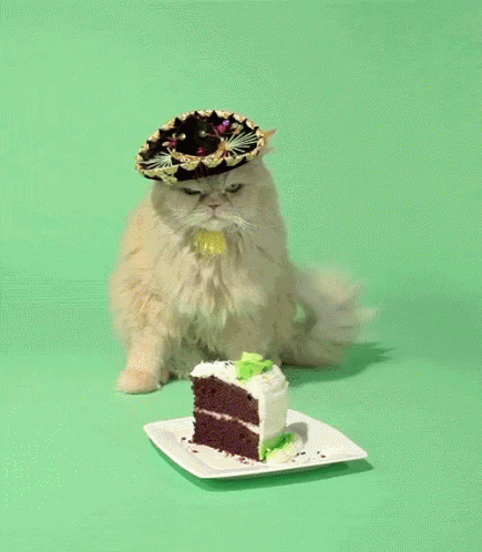 Birthday Cat GIF - Birthday Cat Angrycat GIFs | Say more with Tenor