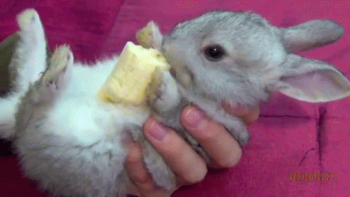 Bunny held in hand eating a banana