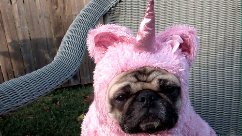 Excited Unicorn GIF Unicorns Pugs Costume Discover 
