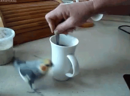 Ring Around The Rosie GIF - Birds Bird Funnybirds GIFs Say more with Tenor
