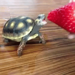 turtle gif eating cute strawberry gifs