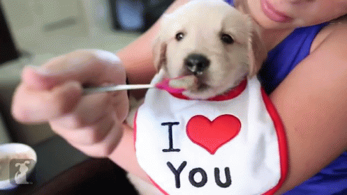 golden retriever puppy gif spoon feeding a baby golden retriever puppy gif nomnomnom puppy discover golden retriever puppy gif spoon feeding a baby golden retriever puppy gif nomnomnom puppy discover