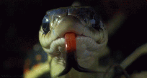 Snake From Http://headlikeanorange.tumblr.com/ GIF - Snake Reptile
