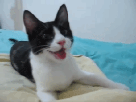 https://media.tenor.co/images/e04fe69fa00845802cfbdb8ac73a9d33/tenor.gif