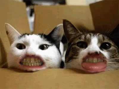 This Is So Weird GIF - Peopleteethcat Cats Teeth - Discover & Share GIFs