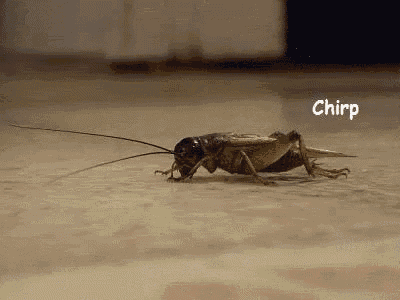 tenor.gif