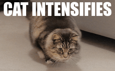 So Intense GIF - Meme Cat Animals GIFs | Say more with Tenor